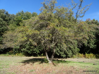 sco di Centorbi-18-10-2020 11